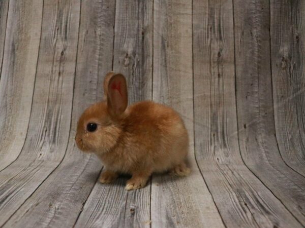 Mini Satin RABBIT 27462 Petland Racine, Wisconsin