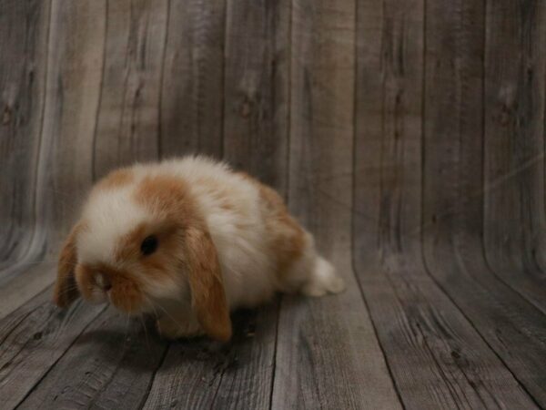 Holland Lop RABBIT 27457 Petland Racine, Wisconsin