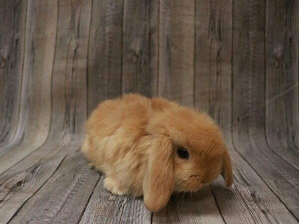 Holland Lop-RABBIT---27456-Petland Racine, Wisconsin