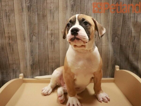 American Bulldog DOG Male RED/WHT 27525 Petland Racine, Wisconsin