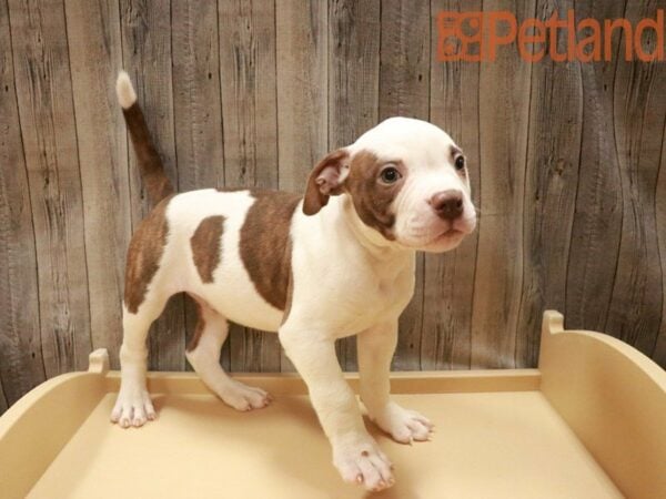 American Bulldog DOG Male RED/WHT 27524 Petland Racine, Wisconsin