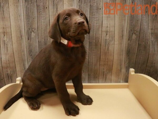 Labrador Retriever DOG Female Chocolate 27523 Petland Racine, Wisconsin