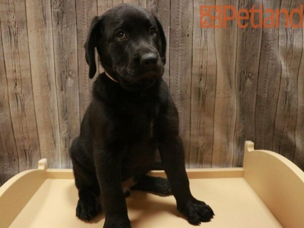 Labrador Retriever DOG Male Black 27522 Petland Racine, Wisconsin