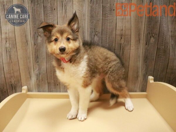 Shetland Sheepdog DOG Female Sable / White 27521 Petland Racine, Wisconsin