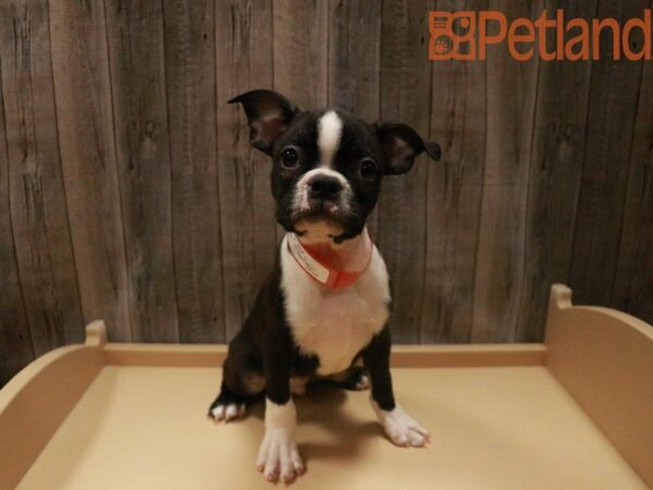 Boston Terrier DOG Male Black / White 27520 Petland Racine, Wisconsin