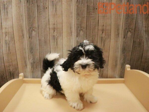 Havanese DOG Female Black / White 27519 Petland Racine, Wisconsin