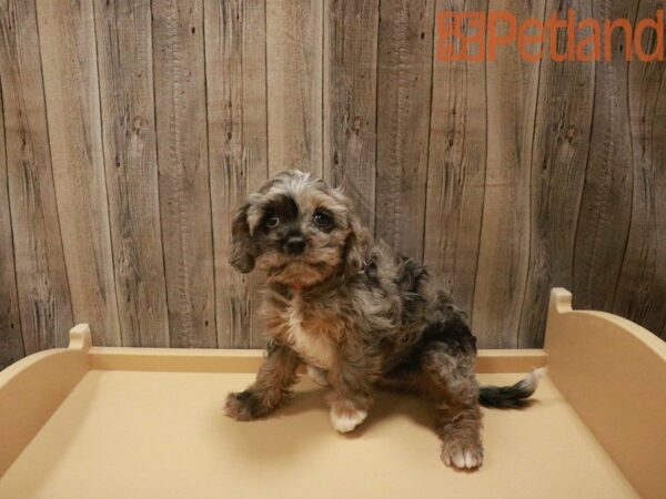 Cavapoo DOG Female Blue Merle 27515 Petland Racine, Wisconsin