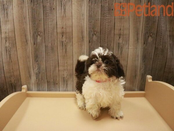 Shih Tzu-DOG-Male-Chocolate / White-27514-Petland Racine, Wisconsin