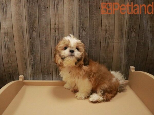 Shih Tzu-DOG-Male-Sable / White-27512-Petland Racine, Wisconsin