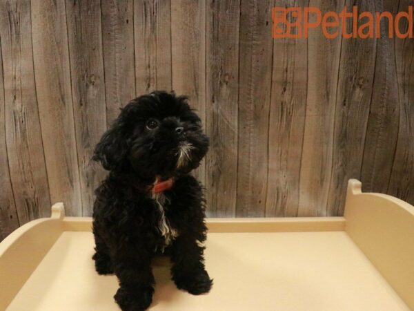 Shihpoo DOG Female Black / White 27511 Petland Racine, Wisconsin