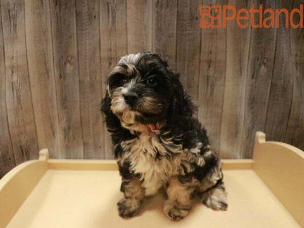 Cockapoo-DOG-Male-Blue Merle-27510-Petland Racine, Wisconsin