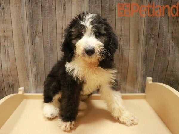 Old English Sheepdog/Poodle DOG Male Black / White 27509 Petland Racine, Wisconsin