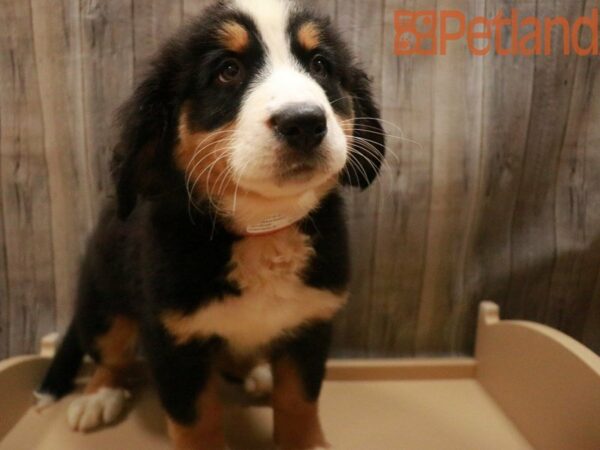 Bernese Mountain Dog DOG Female Black Rust / White 27508 Petland Racine, Wisconsin