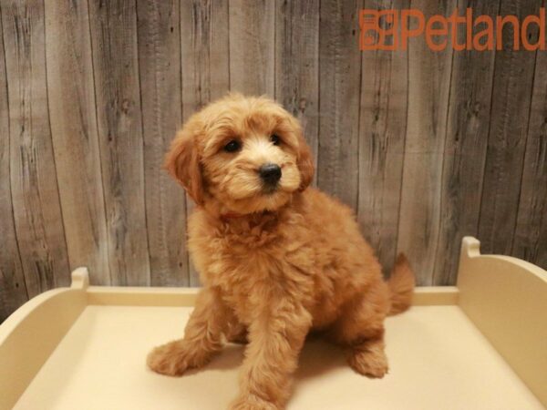 Mini Goldendoodle DOG Female Red 27507 Petland Racine, Wisconsin