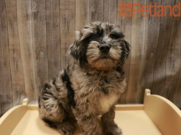 Goldendoodle 2nd Gen DOG Female Blue Merle 27506 Petland Racine, Wisconsin