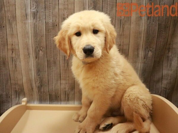 Golden Retriever DOG Male Cream 27505 Petland Racine, Wisconsin