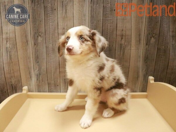 Miniature Australian Shepherd DOG Male Red Merle 27504 Petland Racine, Wisconsin