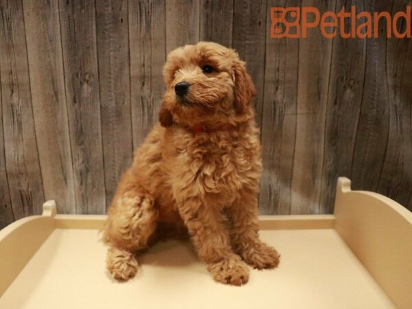 Mini Goldendoodle DOG Female Red 27503 Petland Racine, Wisconsin