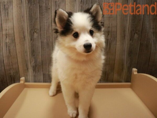 Pomsky DOG Female Black / White 27502 Petland Racine, Wisconsin