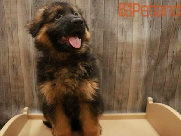 German Shepherd Dog DOG Female Black / Tan 27500 Petland Racine, Wisconsin