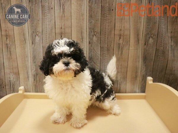 Maltipoo/Shih Tzu DOG Male Black / White 27501 Petland Racine, Wisconsin