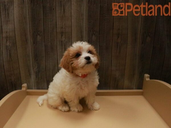 Cavachon-DOG-Female-White / Apricot-27498-Petland Racine, Wisconsin