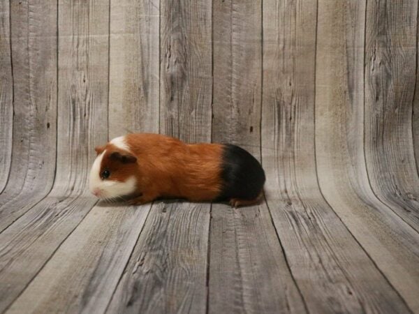 American Guinea Pig-GUINEA PIG-Male--27497-Petland Racine, Wisconsin