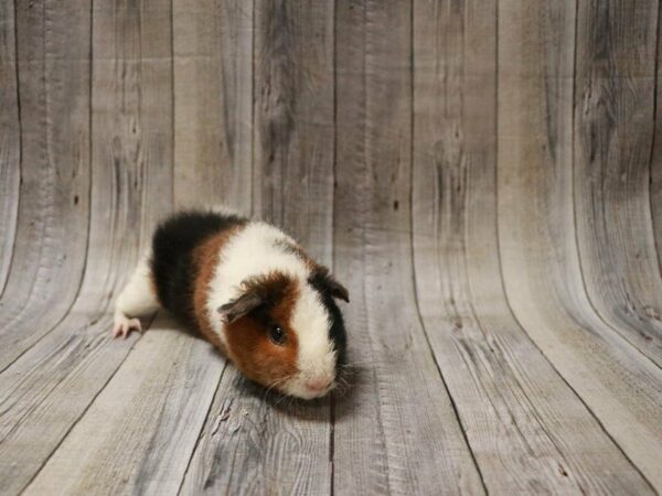 Teddy GUINEA PIG Male 27496 Petland Racine, Wisconsin