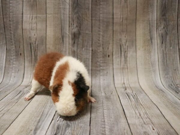 Teddy GUINEA PIG Male 27495 Petland Racine, Wisconsin