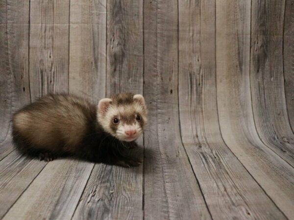 Ferret FERRET 27494 Petland Racine, Wisconsin