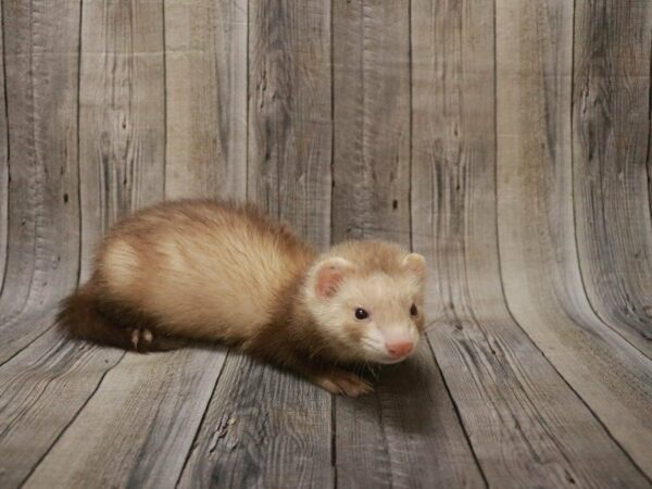 Ferret FERRET 27492 Petland Racine, Wisconsin