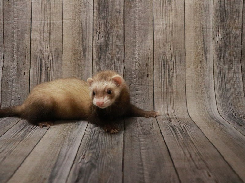Ferret Small Animal ID27491 Located at Petland Racine, Wisconsin