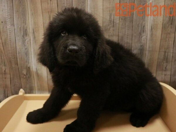 Newfoundland DOG Male black 27558 Petland Racine, Wisconsin