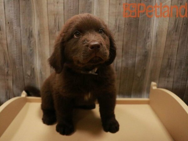 Newfoundland DOG Female Brown 27557 Petland Racine, Wisconsin