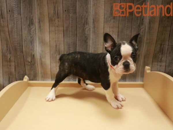 Frenchton DOG Female Brindle/white 27556 Petland Racine, Wisconsin