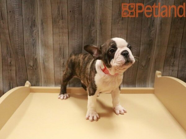 Frenchton DOG Male Brindle/white 27555 Petland Racine, Wisconsin