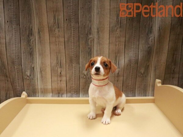 Jack Russell Terrier DOG Female brown/white 27554 Petland Racine, Wisconsin