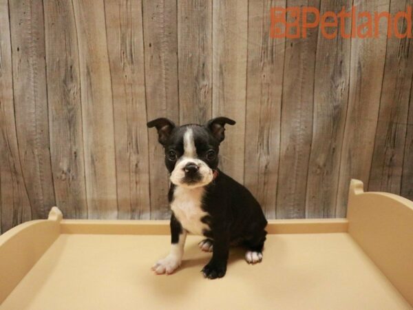 Boston Terrier DOG Female Blk/white 27551 Petland Racine, Wisconsin