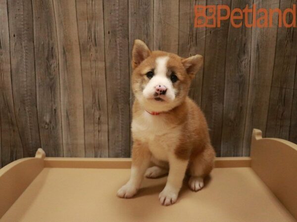 Shiba Inu DOG Female red/white 27550 Petland Racine, Wisconsin