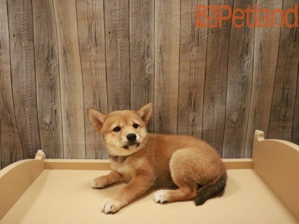 Shiba Inu DOG Female red 27549 Petland Racine, Wisconsin