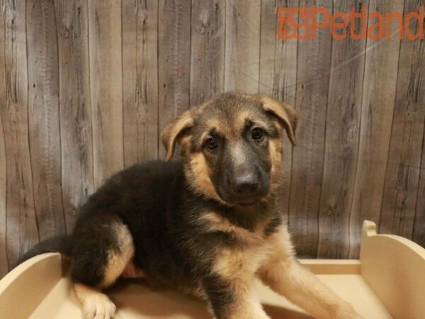 German Shepherd DOG Female black/tan 27548 Petland Racine, Wisconsin