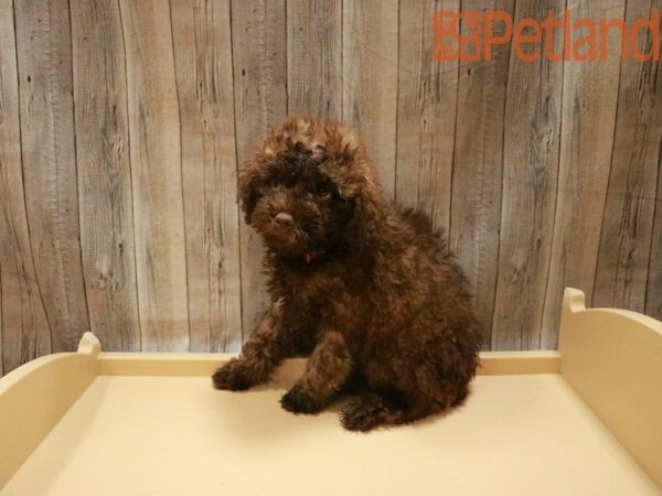 Cavachon DOG Male Chocolate 27546 Petland Racine, Wisconsin