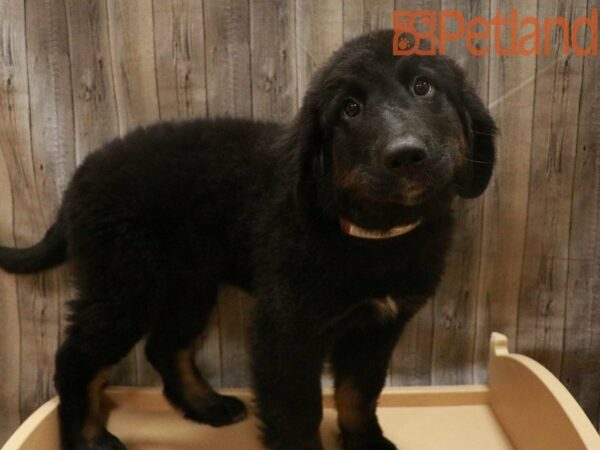 Bernese Mountain Dog/Newfoundland DOG Female Black 27545 Petland Racine, Wisconsin