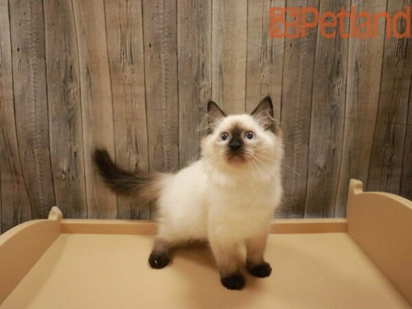 Siberian/Ragdoll CAT Female Seal 27544 Petland Racine, Wisconsin