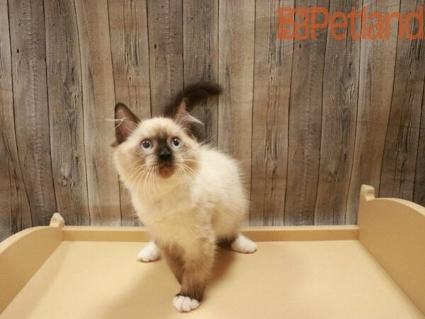 Siberian/Ragdoll CAT Male Seal 27543 Petland Racine, Wisconsin