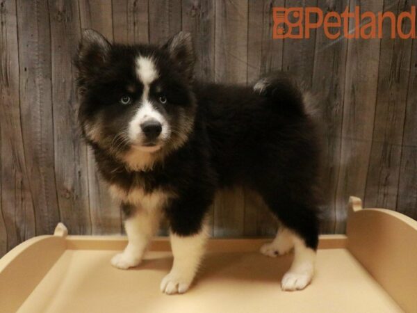 Siberian Husky/American Eskimo DOG Male 27542 Petland Racine, Wisconsin