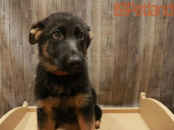 German Shepherd Dog DOG Female Black / Tan 27541 Petland Racine, Wisconsin