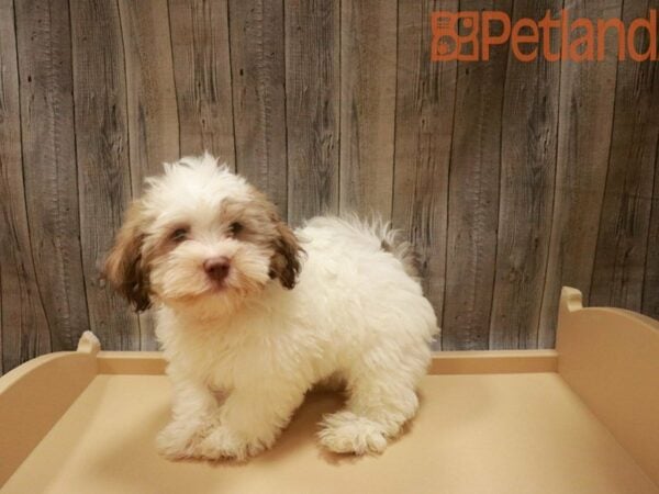 Havanese DOG Male White / Chocolate 27540 Petland Racine, Wisconsin