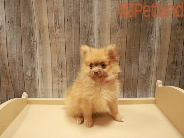 Pomeranian DOG Male Brown 27538 Petland Racine, Wisconsin