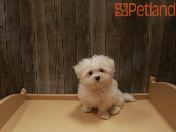 Maltese DOG Male White 27537 Petland Racine, Wisconsin